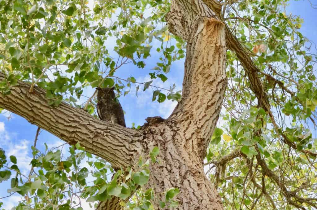 owl-in-tree